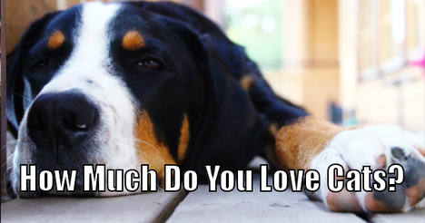 You scored 38%. That makes you a Doggone Disappointment.
