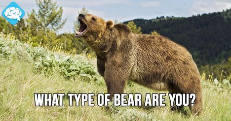 You are a Grizzly Bear!