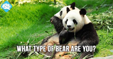 You are a Panda Bear!