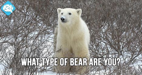 You are a Polar Bear!