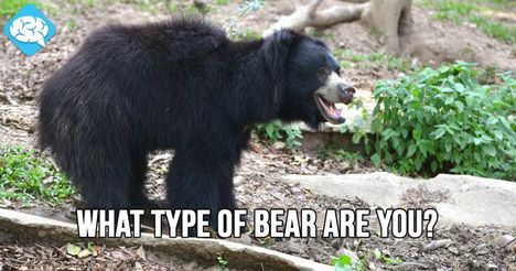 You are a Sloth Bear!