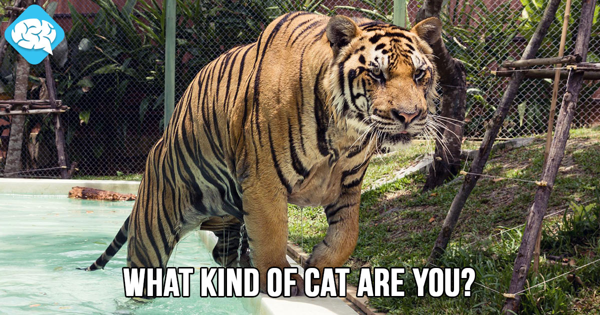 What Kind Of Cat Are You? BrainFall