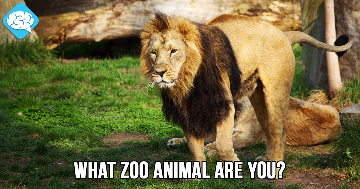 What Zoo Animal Are You? BrainFall