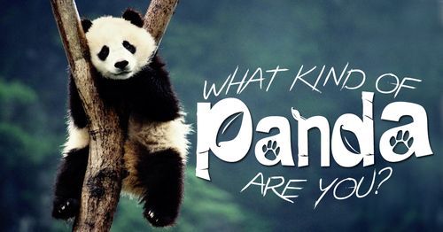 What Kind Of Panda Are You?
